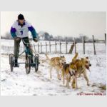 Závody psích spřežení Olšany zima i pozim