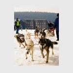 Ledová jízda - etapový závod psích spřežení