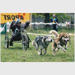 Jarní Cakov - Sprint - závody psích spřežení