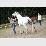 Seminář přirozeného partnerství koně a jezdce - Bláha
