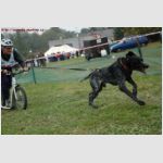 Závody psích spřežení - Trnávský sprint