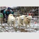 Závody psích spřežení - Cakov - sprint, mid