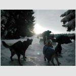Ledová jízda - etapový závod psích spřežení a běžkařů
