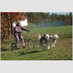Náměšť na Hané - Cakov - závody psích spřežení - rozloučení se sezónou