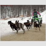 Mistrovství světa v závodech psích spřežení off-snow -Piandelagotti
